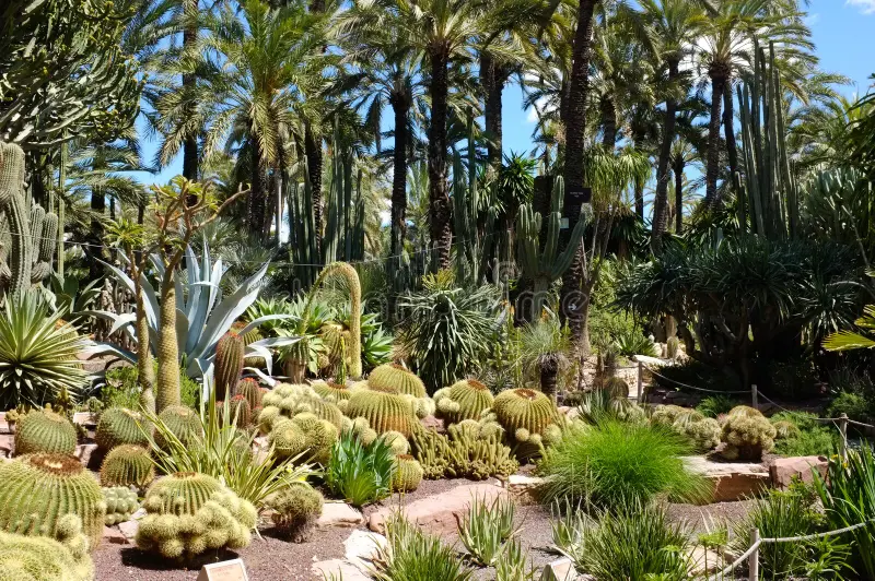 Plantes del jardí