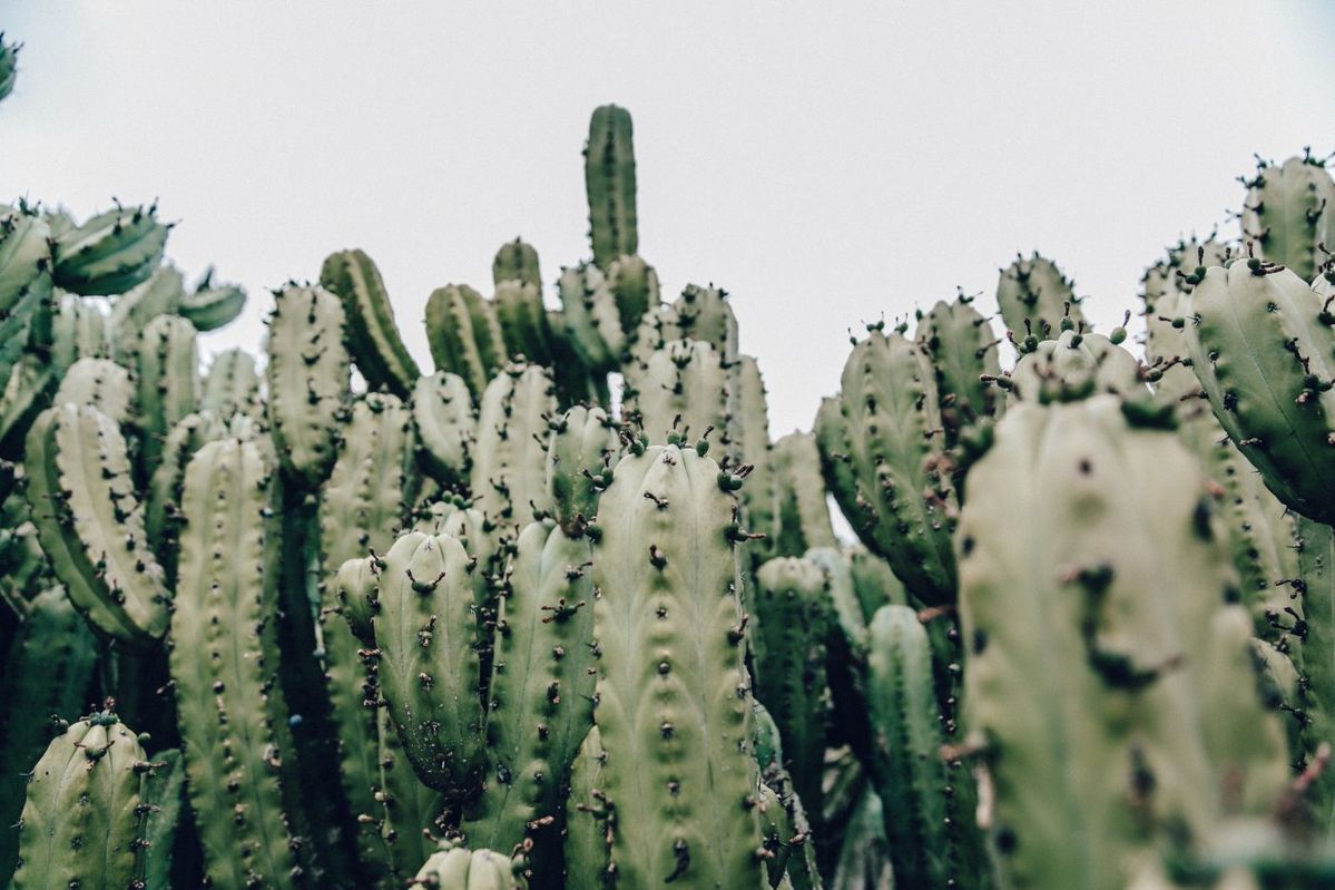 Origen e inaguración